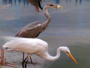 ヨッシーさんの我孫子市 鳥の博物館の投稿写真1