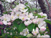 芽衣さんの長野電鉄沿線のりんごの花の投稿写真1