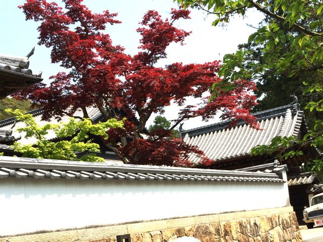蓮台寺の色もみじ_由加神社
