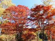 こぼらさんの横谷峡の紅葉の投稿写真1