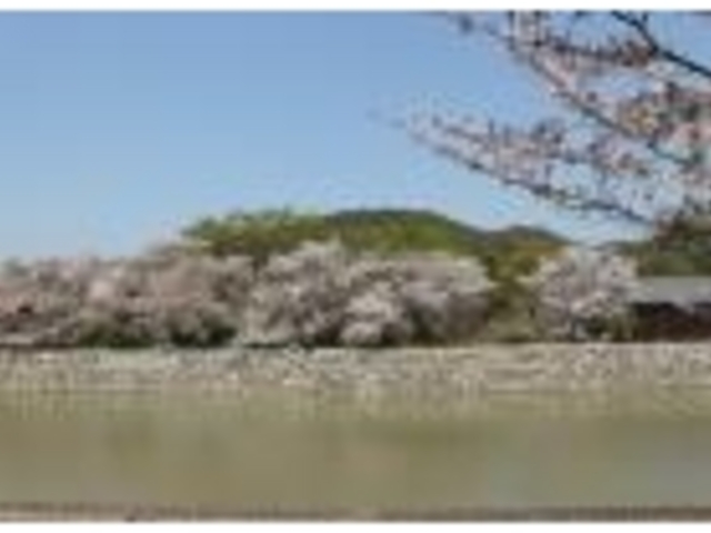 桜_宇治川畔の桜並木