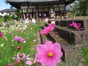 きしゅう君さんの般若寺の投稿写真2