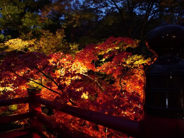 ライトアップ_弥彦公園