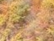 よっしーさんの矢祭山の紅葉の投稿写真1