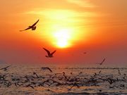 マックさんの小浜市観光釣船組合の投稿写真10