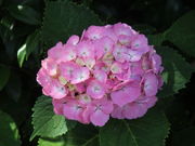 あおしさんの極楽寺の投稿写真2