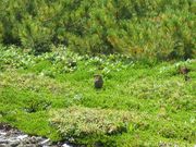 たかちゃんさんの旭岳自然探勝路の投稿写真1