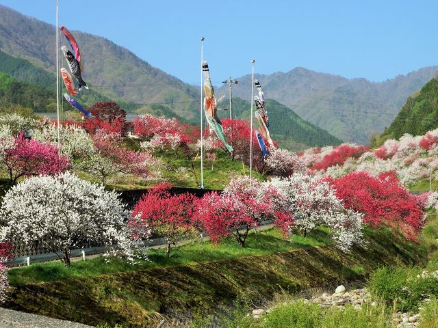 橋から見る花桃の里_月川温泉