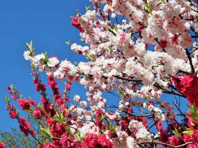 青空に映える花桃_月川温泉