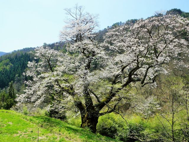 源義経が馬を繋いだと言う伝説がある桜(駒つなぎの桜)
_月川温泉