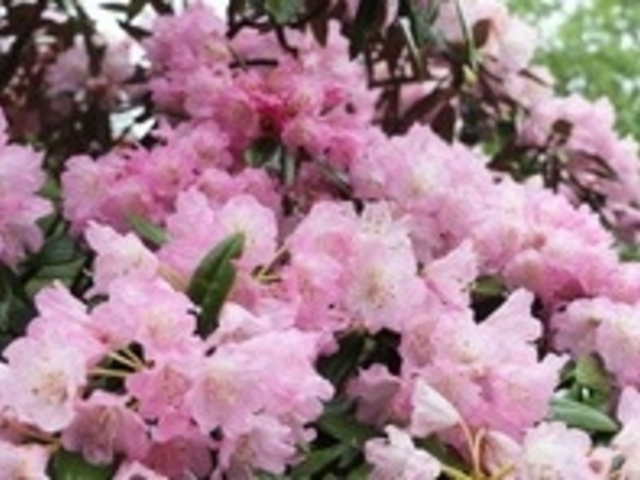 フルスピードさんの多良岳のツクシシャクナゲの投稿写真1