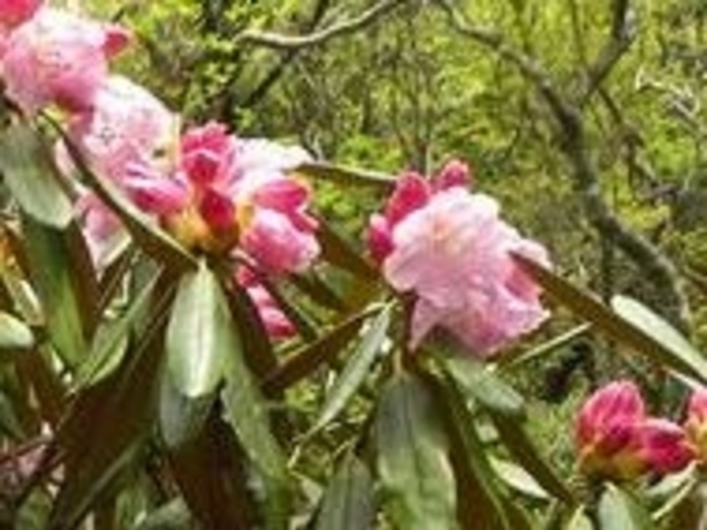 善住寺大山のシャクナゲ_善住寺大山のシャクナゲ