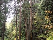 ギグスさんの千光寺の五本杉の投稿写真1