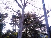 くまらさんの二之江神社のケヤキの投稿写真1