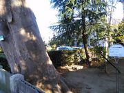 くまらさんの二之江神社のケヤキの投稿写真2