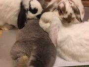 あっきーさんのうさぎカフェ もふれるの投稿写真1