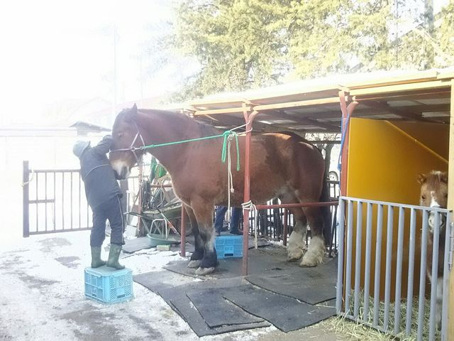 キングさん。気持ちよさそうな顔してます。_ふれあい動物園(帯広競馬場内)