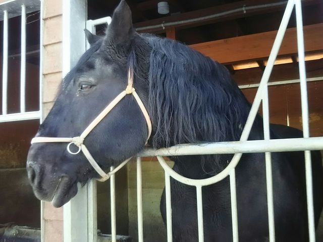 リッキーさん。髪型がマキバオーに出てくるツァビデルみたいだと思いました。_ふれあい動物園(帯広競馬場内)