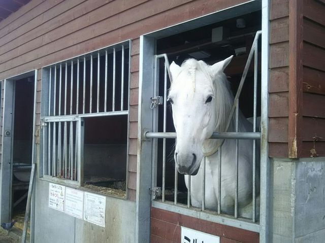 ミルキーさん。視線が人参くれくれモードです。_ふれあい動物園(帯広競馬場内)