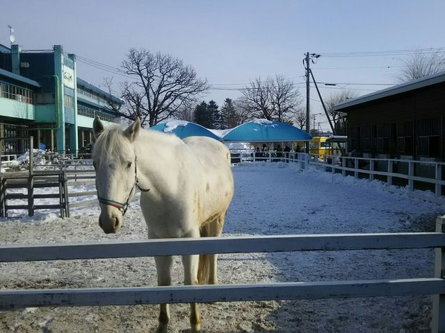 プリンスちゃん。トコトコ歩いてきてくれました。他馬に人参をあげているのきちんと見ているんですね。_ふれあい動物園(帯広競馬場内)