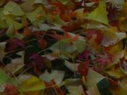 たさんの東郷公園の投稿写真1