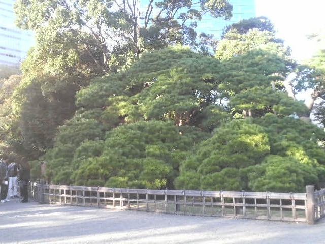 浜離宮庭園・三百年の松_三百年の松(浜離宮恩賜庭園)