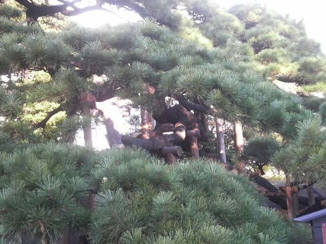 浜離宮庭園・三百年の松、枝が太い_三百年の松(浜離宮恩賜庭園)