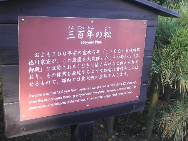浜離宮庭園・三百年の松の案内板_三百年の松(浜離宮恩賜庭園)