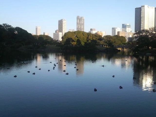 浜離宮庭園・潮入の池にて羽を休める水鳥_潮入の池(浜離宮恩賜庭園)