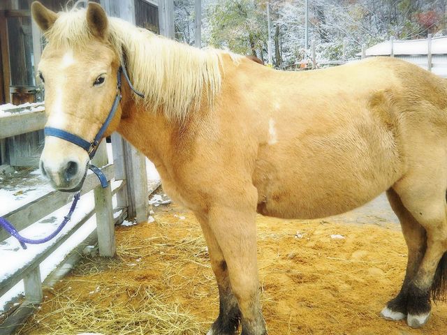 二人乗りもできるので小さい子も安心_WILD MUSTANG’S 札幌