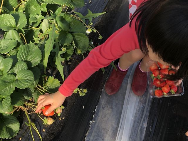 自分でいちご狩りをしたイチゴたちは、一段と美味しかったです!_前田いちご園
