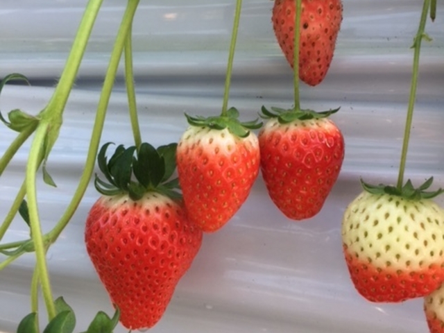 鈴なりのいちご達_和銅農園
