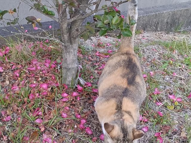 招き猫かも(゚з゚)_福岡日帰りの旅 まむしの湯