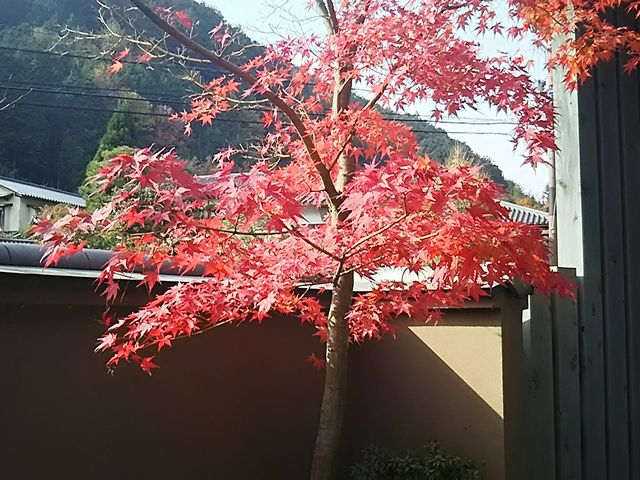 もみじ_おもてなしの宿 渓山閣