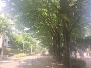 wakaさんのけやき公園の投稿写真1