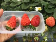 YYさんのタナベリーファーム(TANABERRY FARM)の投稿写真2