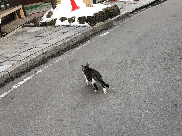 温泉卵食べてたら猫いました_頼朝