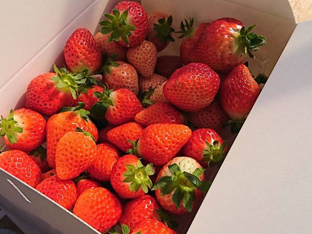 これで2800円くらいでした。_農Lifeいちごの村