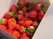 かおたんさんの農Lifeいちごの村の投稿写真1