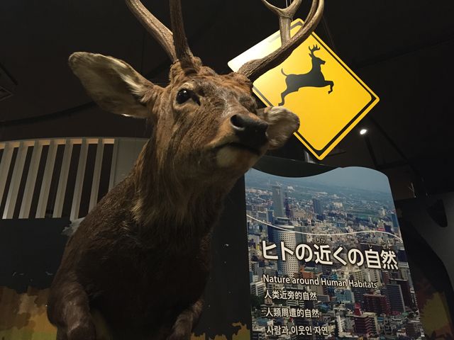 見応えあります_北海道博物館