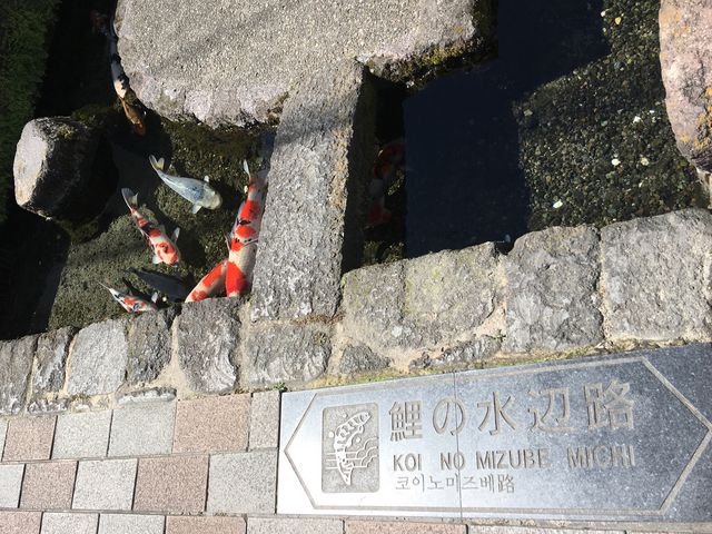 写真A_鯉の泳ぐまち