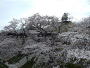 ZUNDAMさんの船岡城址公園の樅ノ木の投稿写真3