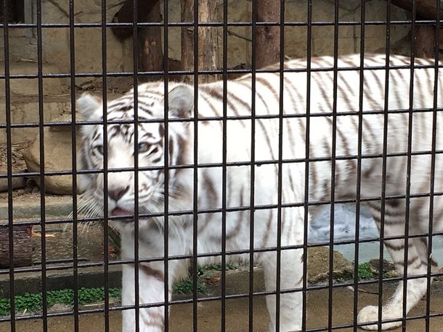 ホワイトタイガー_大牟田市動物園