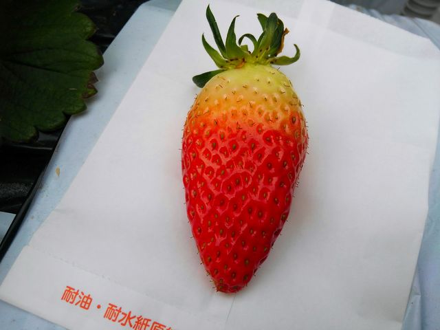甘いイチゴです。_風農園直売所