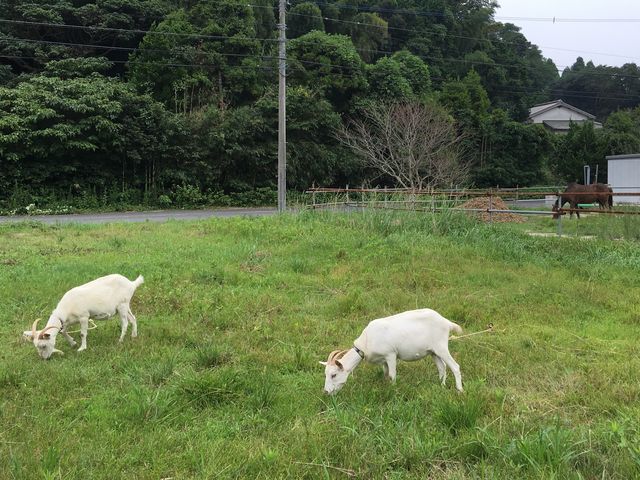 にぎやかな春_にぎやかな春