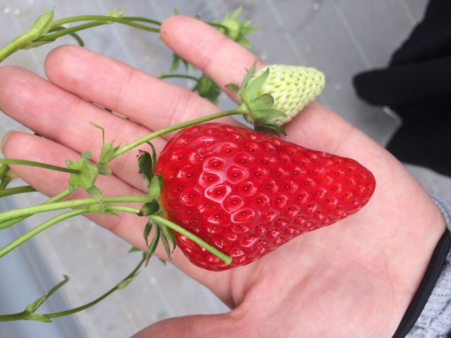 大きい!_おざきいちご園