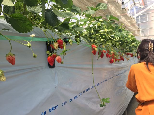 イチゴ完熟ー_町田いちご狩り農園