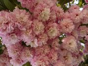saly02さんの大村公園の投稿写真1