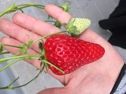 ハルチンさんのおざきいちご園の投稿写真1