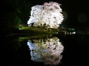 スピンコさんの苗代桜の投稿写真1